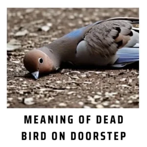 Meaning of Dead Bird on Doorstep
