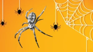 Spiritual Meaning of Jumping Spider