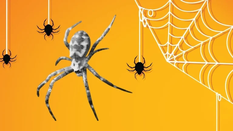 Spiritual Meaning of Jumping Spider