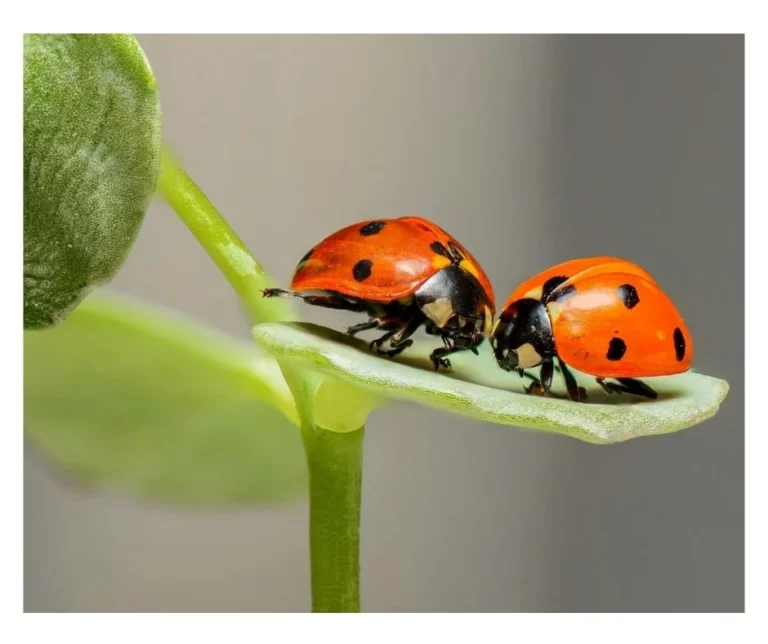 Ladybug With No Spots Spiritual Meanings