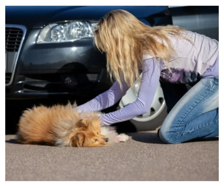 I Hit a Dog With My Car Spiritual Meanings