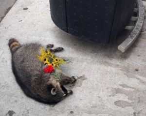 Dead Raccoon Spiritual Meanings