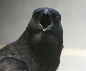 Spiritual Meanings of Crow Cawing at You